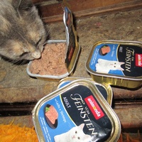 photo de livraison pour Jardin des Chats