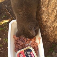 photo de livraison pour Les Chats-Pitresdelavi-Ste