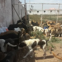 photo de livraison pour Association Mira Protection des Animaux et de l'Environnement