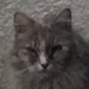 Gros Minet - Sweety Pets - Animal Webaction