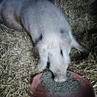 photo de livraison pour Chats Libres de Béziers