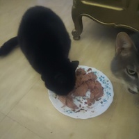 photo de livraison pour Protect Cat
