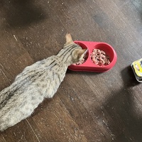 photo de livraison pour Association C.A.T.S. Chat Animal Terrien Solidarité