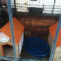 photo de livraison pour Refuge pour chiens de Baia Mare