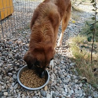 photo de livraison pour Civic Initiative Kane Korzo Skopje