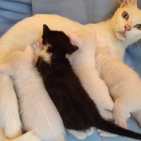 photo de livraison pour Chacun son chat