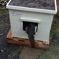 photo de livraison pour Les chats libres de Caro