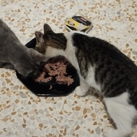 photo de livraison pour Cat Miaou