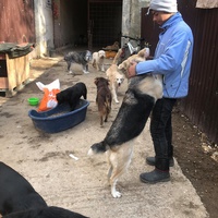 photo de livraison pour Saving Orphaned Souls Sheila's Animal Rescue Mission