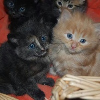 photo de livraison pour Ecole du Chat d’Arbois