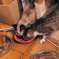 photo de livraison pour Les Chats de Pierrot