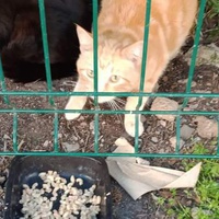 photo de livraison pour Les Chats-Pitresdelavi-Ste