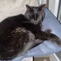 photo de livraison pour Les chats Port-Saint-Louisiens