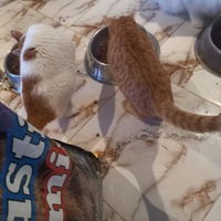 photo de livraison pour Comme Chiens et Chats Maroc