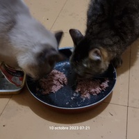 photo de livraison pour Chats Libres des Hauts Cantons de l'Hérault