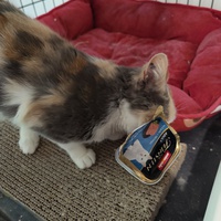 photo de livraison pour Association Les Anges de Gaïa