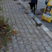 photo de livraison pour Comme Chiens et Chats Maroc