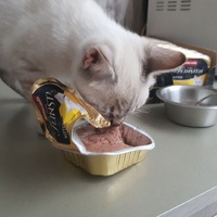 photo de livraison pour Les chats de l'Indifférence