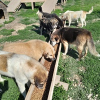 photo de livraison pour Happy Shelter Skopje