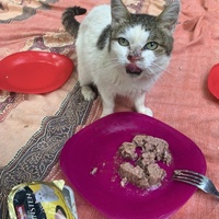photo de livraison pour Les chats de chez nous