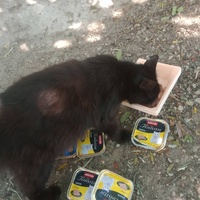 photo de livraison pour Les Chats-Pitresdelavi-Ste
