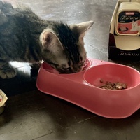 photo de livraison pour Association C.A.T.S. Chat Animal Terrien Solidarité
