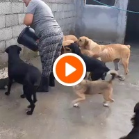 photo de livraison pour ПРИХВАТИЛИШТЕ ДРАЖЕВАЦ
