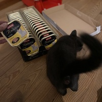 photo de livraison pour Les Chats de Condom 32