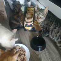 photo de livraison pour Les Pattounes de l'Espoir