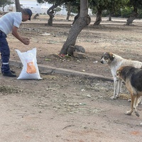 photo de livraison pour Comme Chiens et Chats Maroc