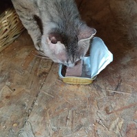 photo de livraison pour Les Chats Libres d'Estagel