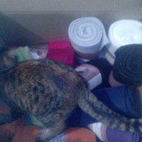 photo de livraison pour Chats-sos