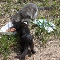 photo de livraison pour Chats Sans Toi"T"