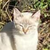 photo animal