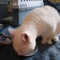 photo de livraison pour L'Ecole du Chat Istreen