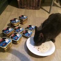 photo de livraison pour Ecole du Chat de Poitiers 