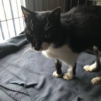 photo de livraison pour Chats Sans Toi de l'Omois