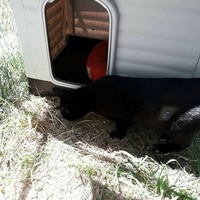 photo de livraison pour Amis de Myrtille