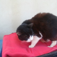 photo de livraison pour Les Chats libres de Calvisson