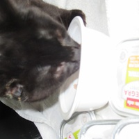 photo de livraison pour Jardin des Chats