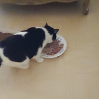 photo de livraison pour Protect Cat