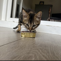 photo de livraison pour SOS Chat 93