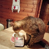 photo de livraison pour Chats errants du val du crenu