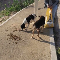 photo de livraison pour 4 Pattes Mogador