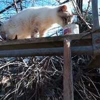 photo de livraison pour Amicale Chats