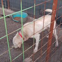 photo de livraison pour First Hope Animal Rescue
