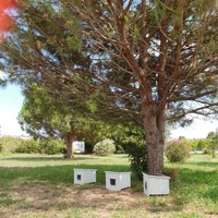 photo de livraison pour STREET CATS