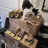 photo de livraison pour Les Chats de Dugny