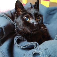 photo de livraison pour Association Des  Chats  De Hyeres