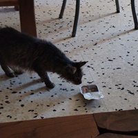 photo de livraison pour Chats Grains d'Amour